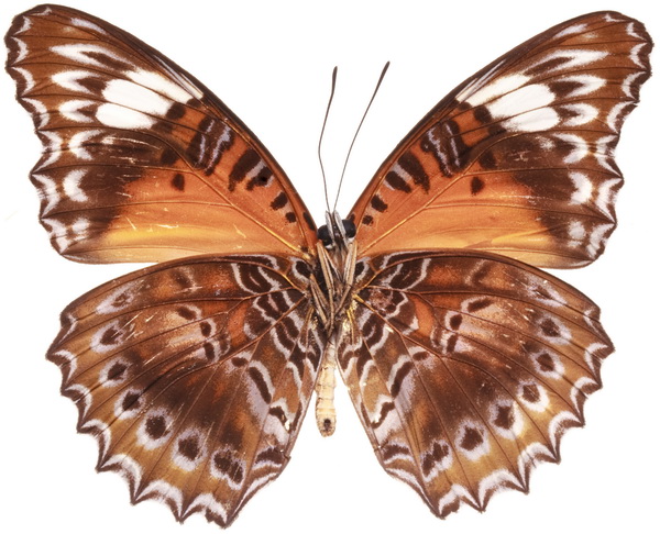 butterfly 1320 (5.0Х4.0)